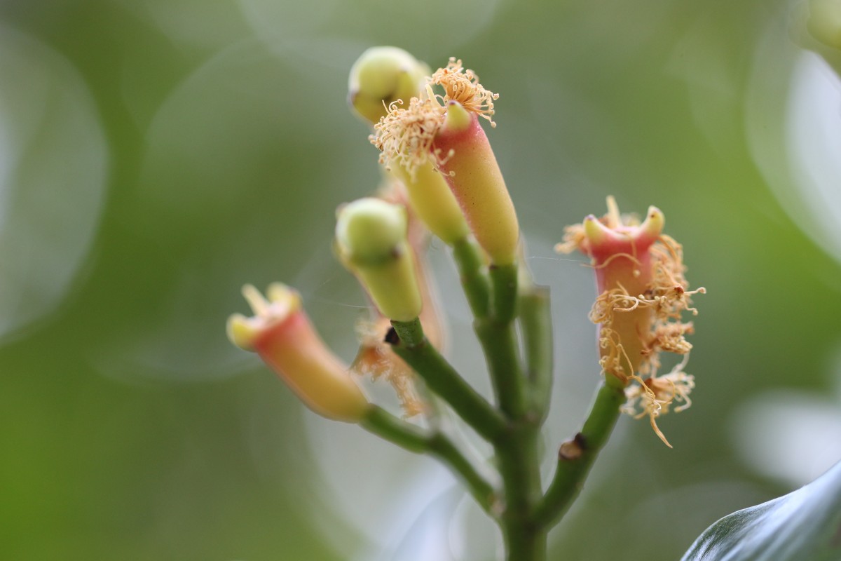 Syzygium aromaticum (L.) Merr. & L.M.Perry